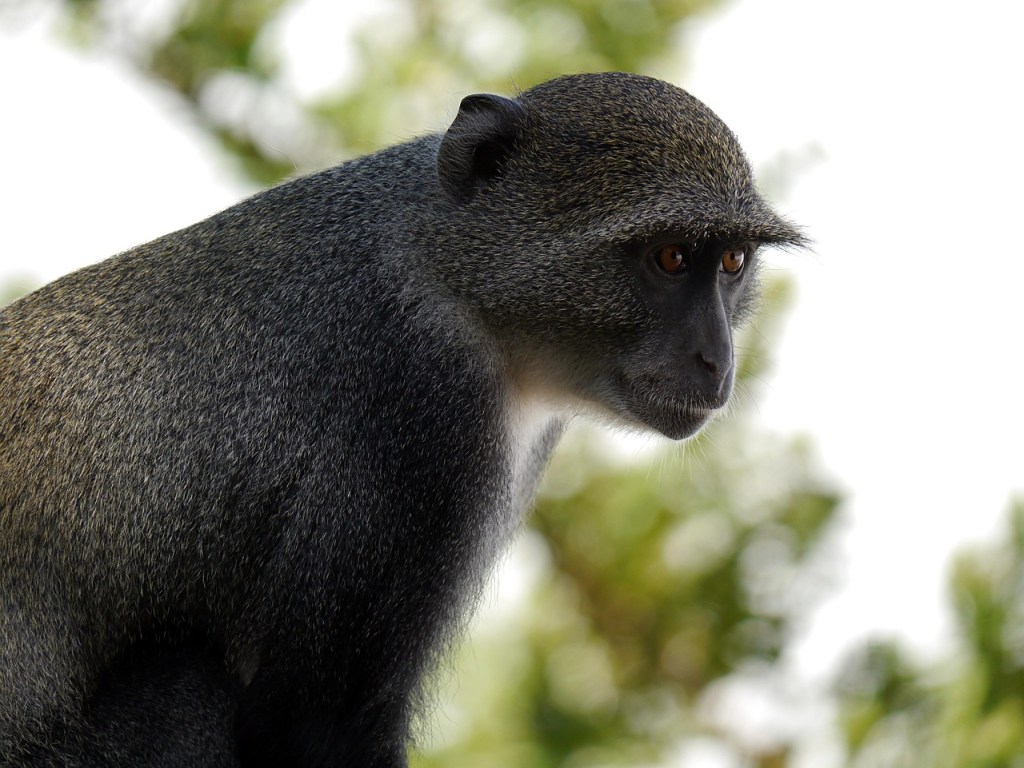 scimmia-sugli-alberi-in-kenya