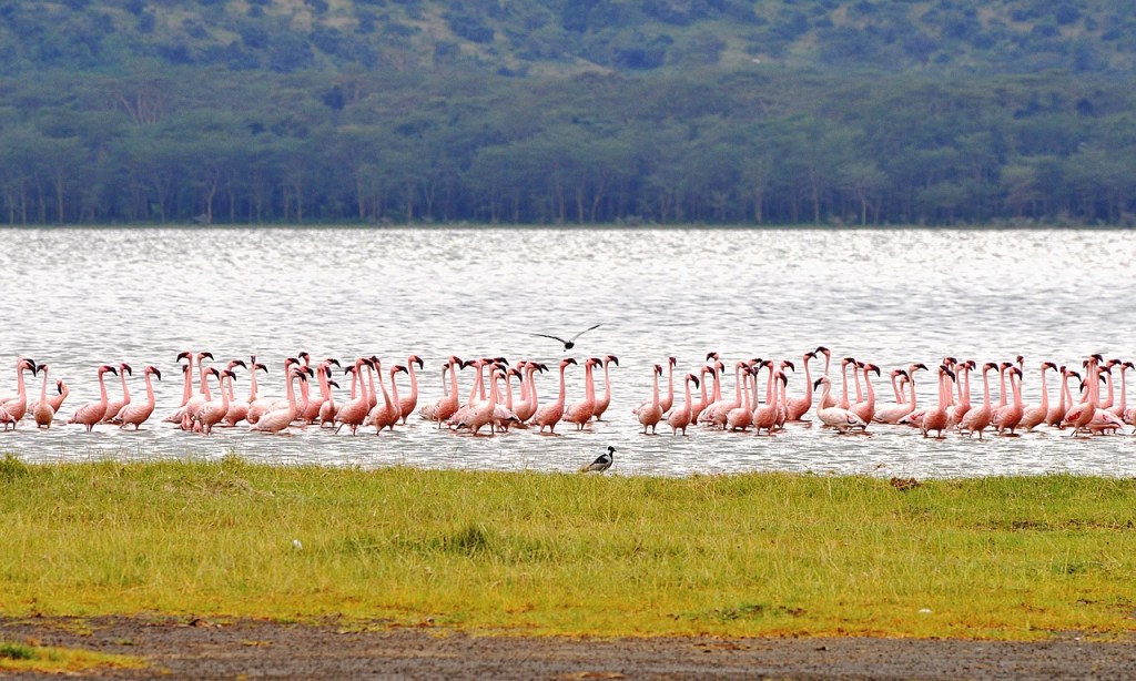 fenicotteri-rosa-sul-fiume-in-kenya