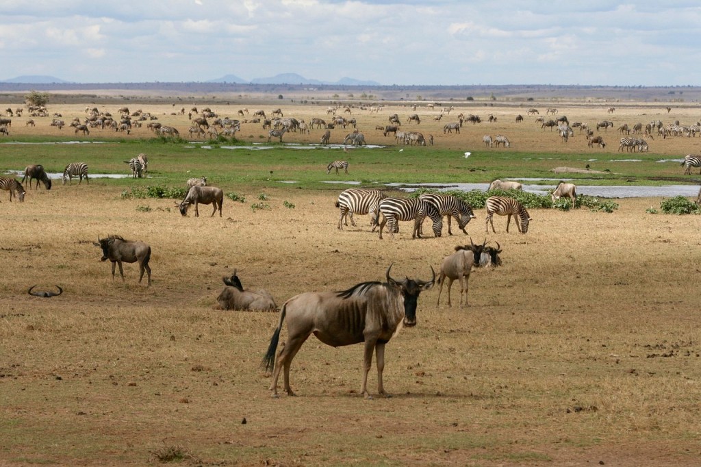 animali-nella-savana-in-kenya-da-avvistare-in-safari