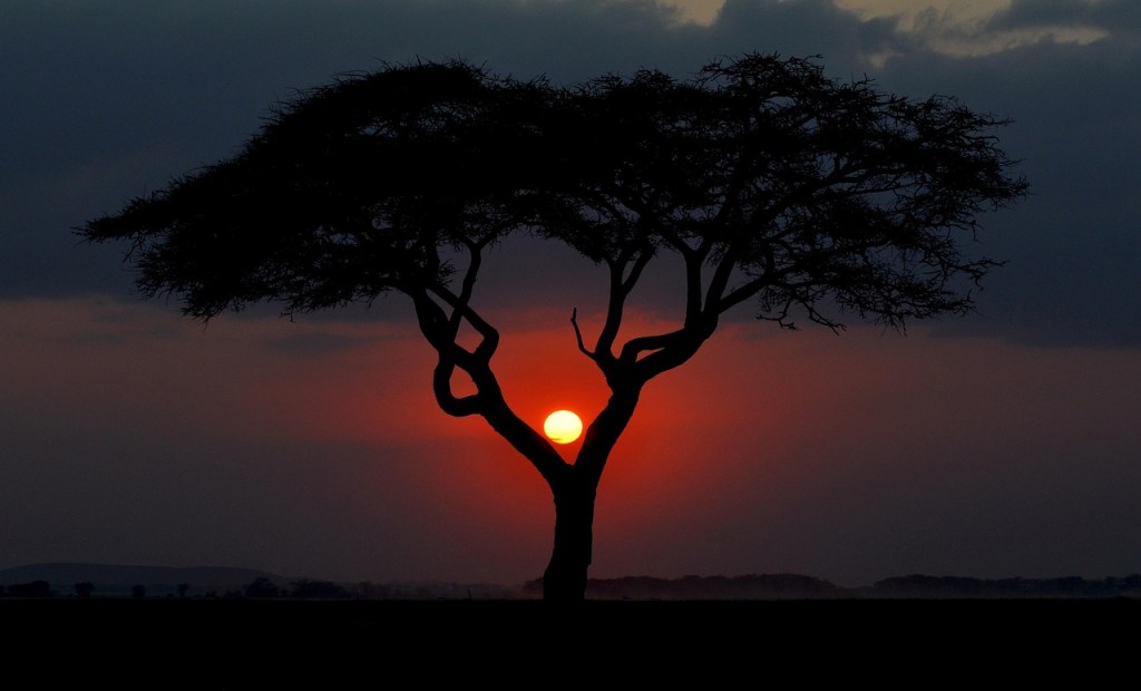 albero-in-kenya-nella-savana-al-tramonto
