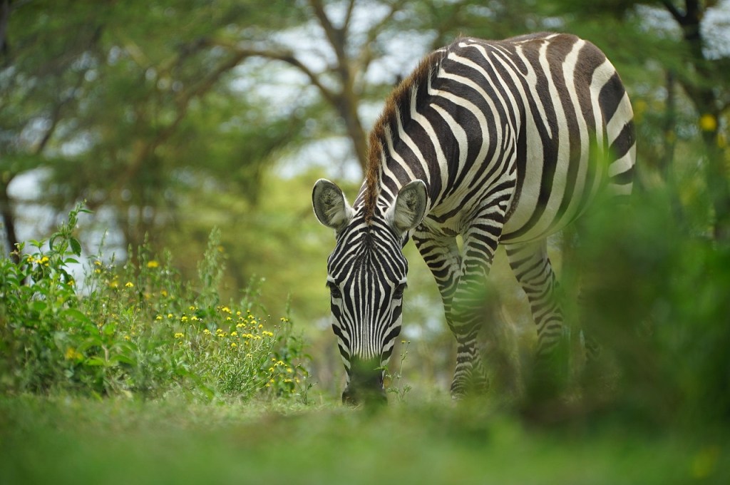 zebre-viste-nel-safari-in-kenya
