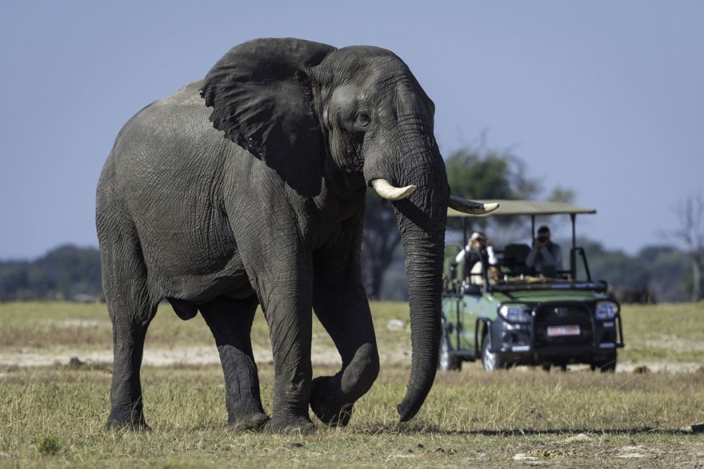 avvistamento-di-elefanti-durante-un-safari-diurno-privato